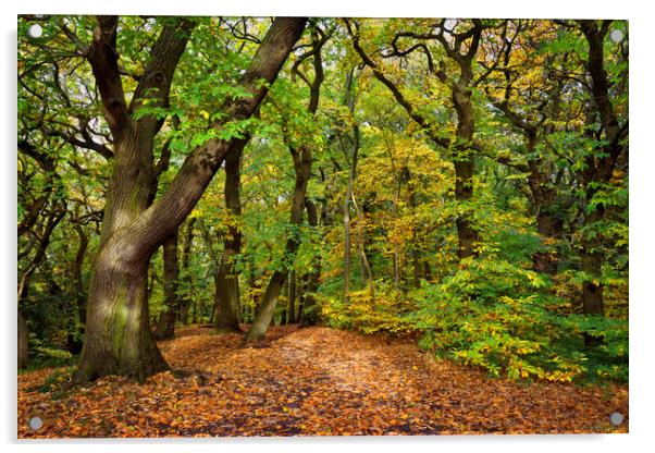 Ecclesall Woods in Autumn                          Acrylic by Darren Galpin