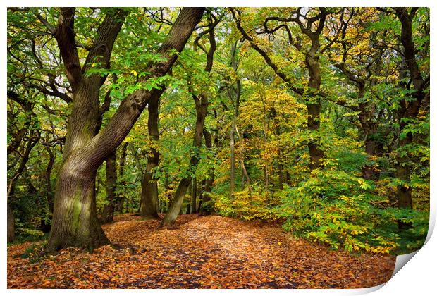 Ecclesall Woods in Autumn                          Print by Darren Galpin