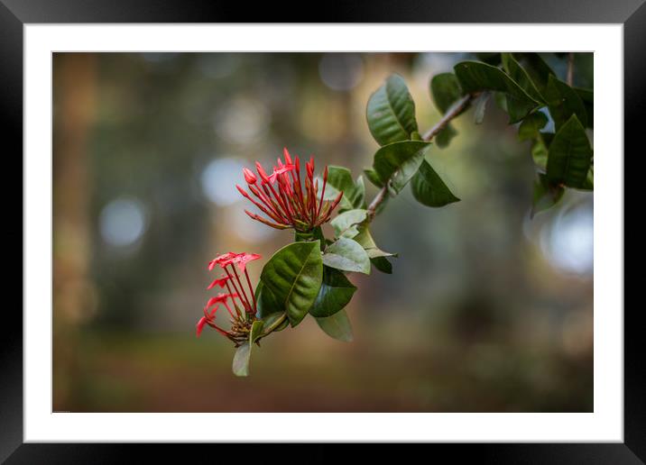 Ixora flowers Framed Mounted Print by Indranil Bhattacharjee
