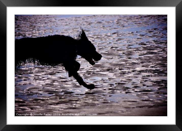 Setter on the move Framed Mounted Print by Jennifer Farley