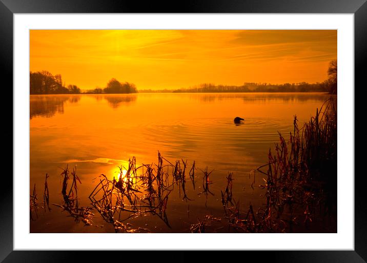 Golden Lake Sunrise Framed Mounted Print by Darren Burroughs