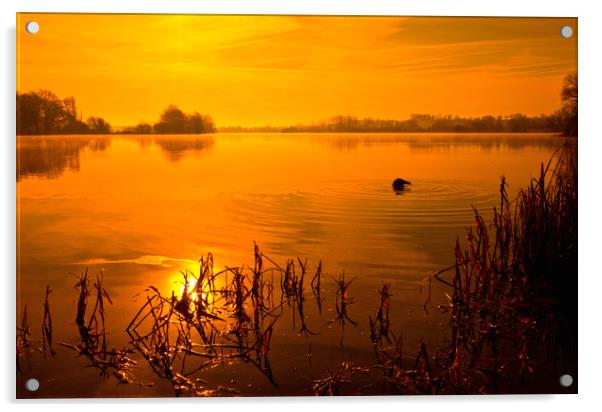 Golden Lake Sunrise Acrylic by Darren Burroughs