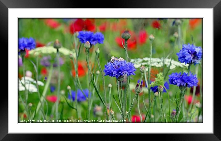"THE BLUE'S HAVE IT! "  Framed Mounted Print by ROS RIDLEY