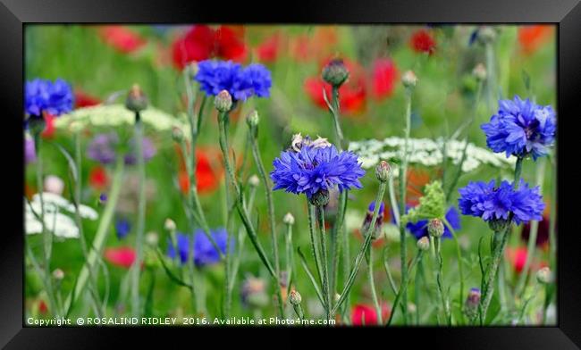 "THE BLUE'S HAVE IT! "  Framed Print by ROS RIDLEY