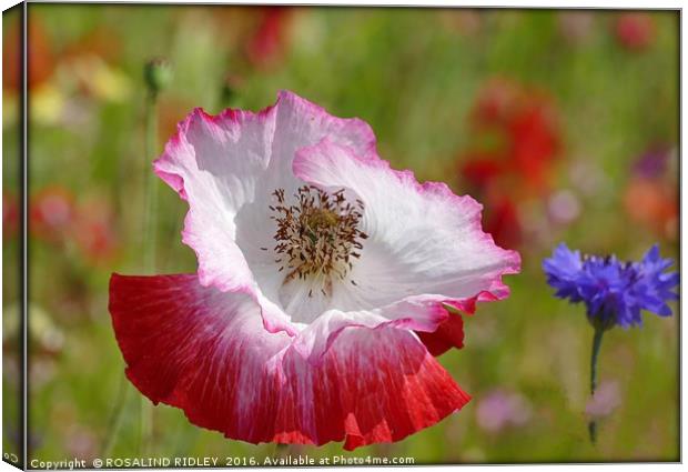 "POPPY IN THE WILD FLOWER MEADOW" Canvas Print by ROS RIDLEY