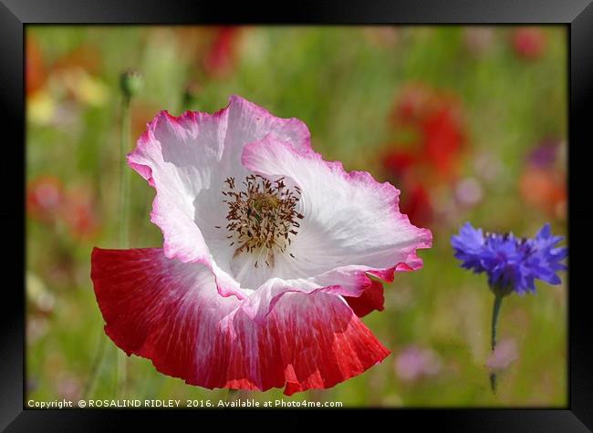 "POPPY IN THE WILD FLOWER MEADOW" Framed Print by ROS RIDLEY