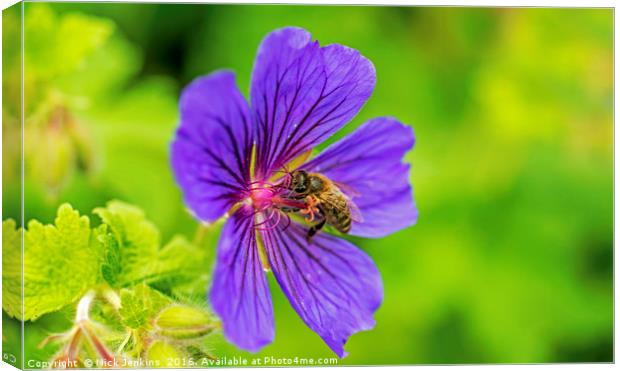 Bee in Meadow Cranesbill Flower close up Canvas Print by Nick Jenkins