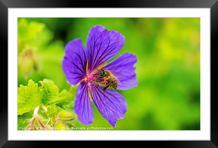 Bee in Meadow Cranesbill Flower close up Framed Mounted Print by Nick Jenkins