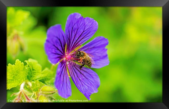 Bee in Meadow Cranesbill Flower close up Framed Print by Nick Jenkins