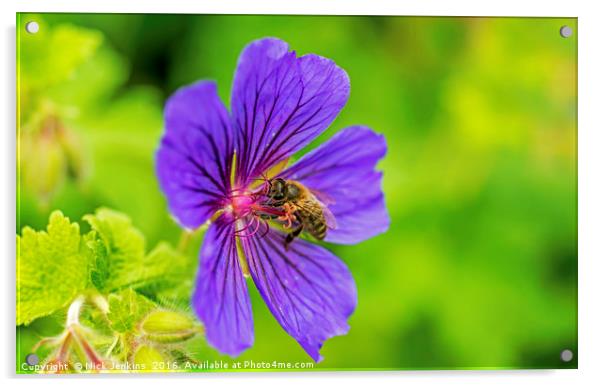 Bee in Meadow Cranesbill Flower close up Acrylic by Nick Jenkins