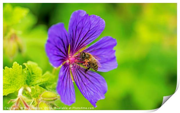Bee in Meadow Cranesbill Flower close up Print by Nick Jenkins
