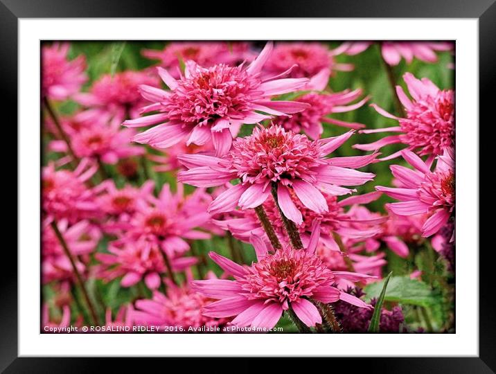 "IN THE PINK" Framed Mounted Print by ROS RIDLEY