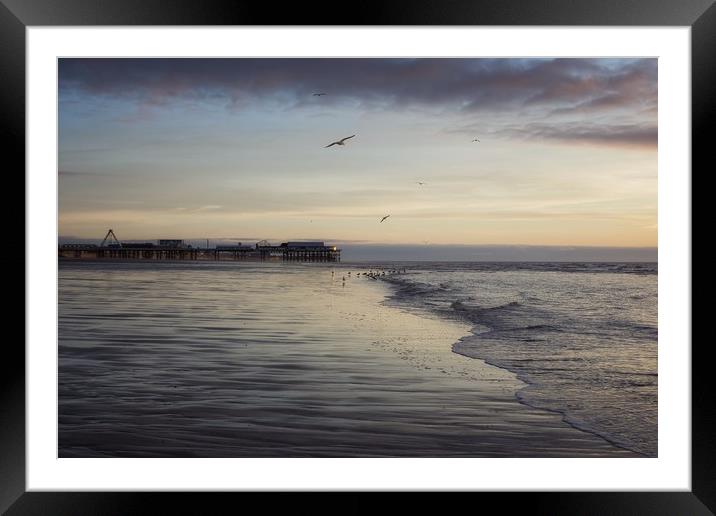 Seagulls feeding as sunset Framed Mounted Print by Phil Clayton