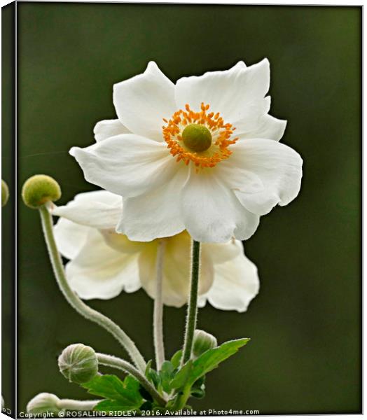 "ANEMONE JAPONICA ALBA" Canvas Print by ROS RIDLEY