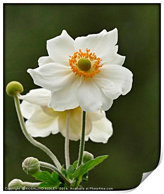 "ANEMONE JAPONICA ALBA" Print by ROS RIDLEY