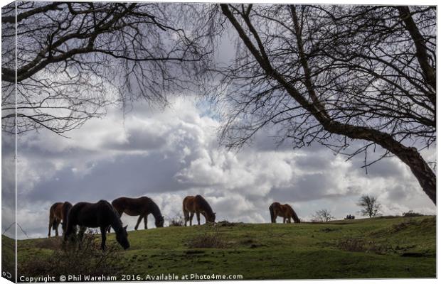 New Forest Ponies Canvas Print by Phil Wareham