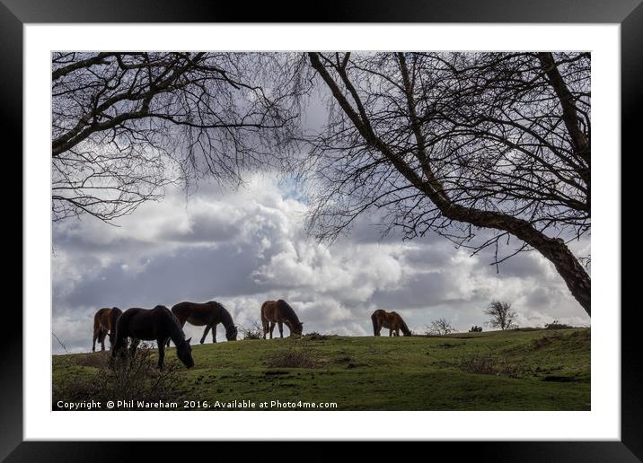 New Forest Ponies Framed Mounted Print by Phil Wareham