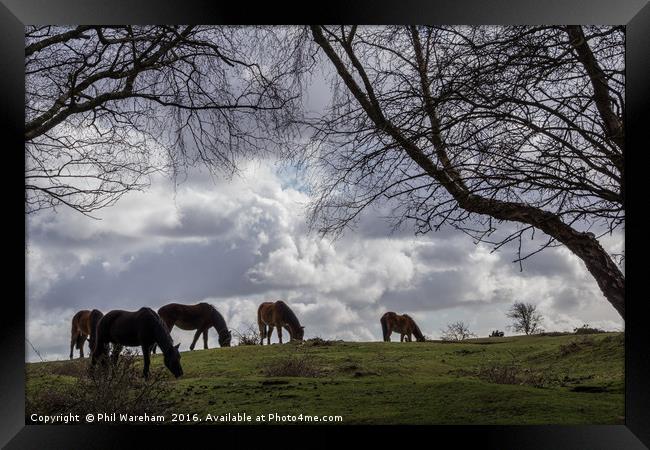 New Forest Ponies Framed Print by Phil Wareham