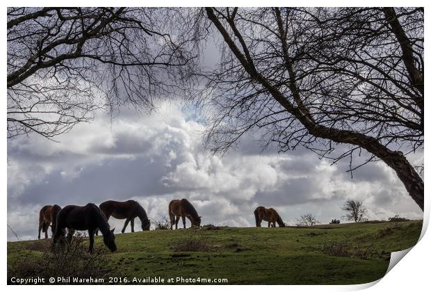 New Forest Ponies Print by Phil Wareham