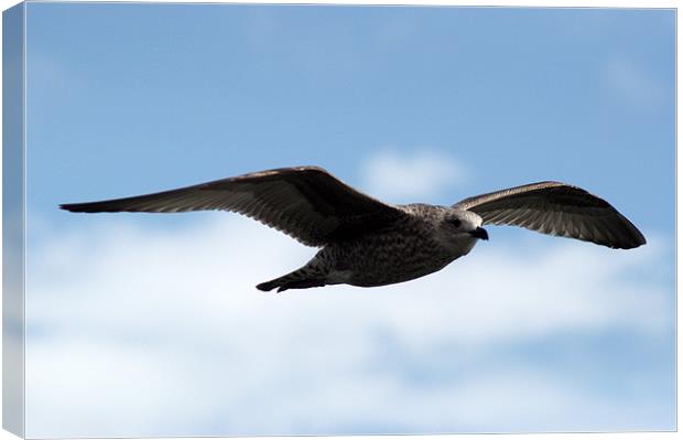 Great black backed gull (larus marinus) Canvas Print by Chris Day