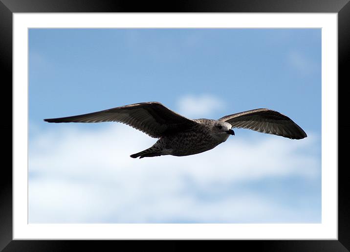 Great black backed gull (larus marinus) Framed Mounted Print by Chris Day
