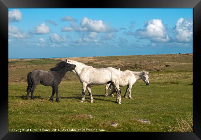 Ponies on Dartmoor at Combestone Tor Framed Print by Nick Jenkins