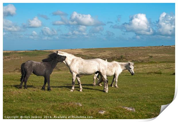 Ponies on Dartmoor at Combestone Tor Print by Nick Jenkins
