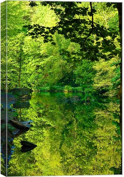 Tree Reflection Canvas Print by Brian Roscorla