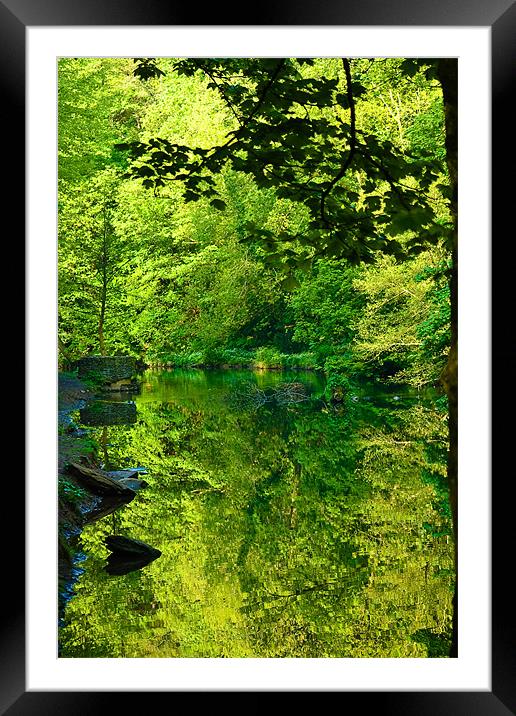 Tree Reflection Framed Mounted Print by Brian Roscorla