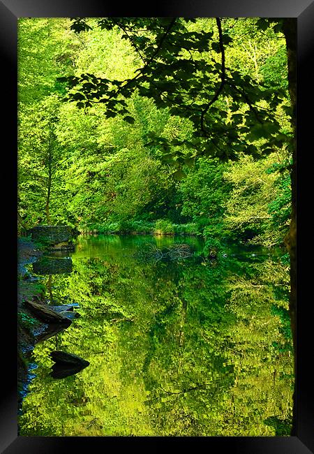 Tree Reflection Framed Print by Brian Roscorla