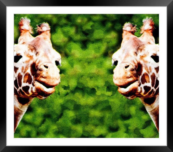 Giraffes Framed Mounted Print by Ian Jeffrey
