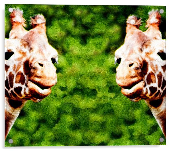 Giraffes Acrylic by Ian Jeffrey
