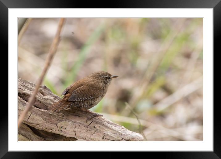 Wren  Framed Mounted Print by chris smith