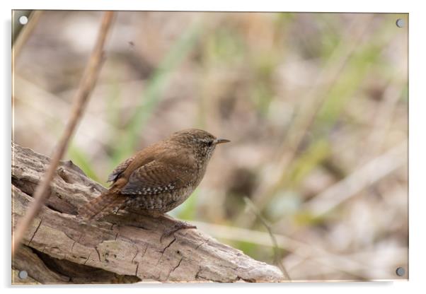 Wren  Acrylic by chris smith