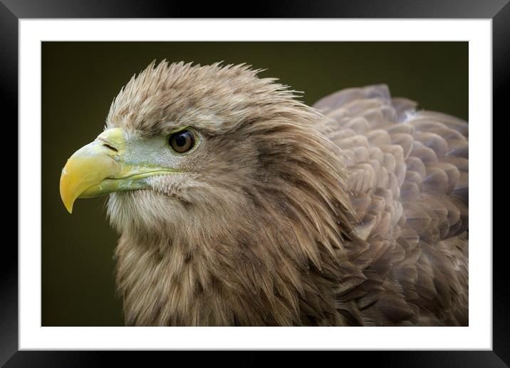 White-tailed  eagle (Haliaeetus albicilla)  Framed Mounted Print by chris smith