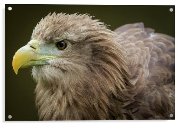 White-tailed  eagle (Haliaeetus albicilla)  Acrylic by chris smith