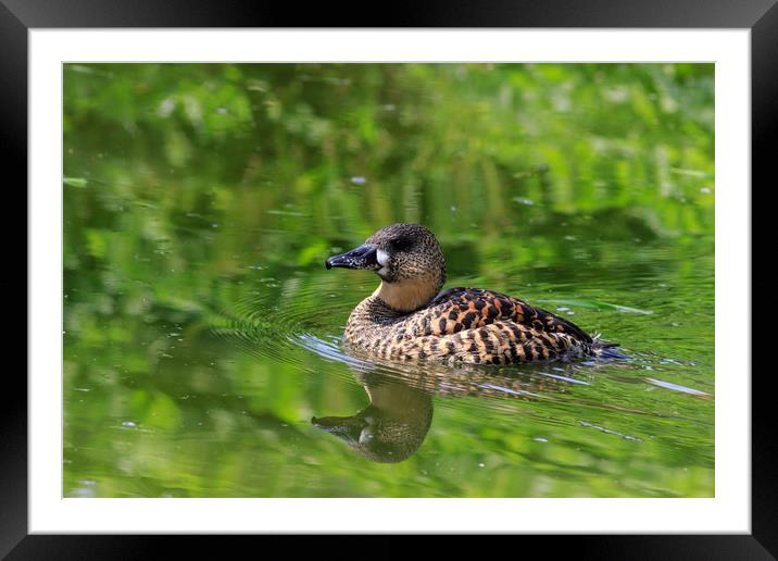 White backed Duck (Thalassornis leuconotus)  Framed Mounted Print by chris smith