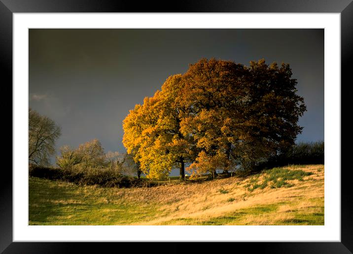 Autumn colours Framed Mounted Print by Caroline Burton