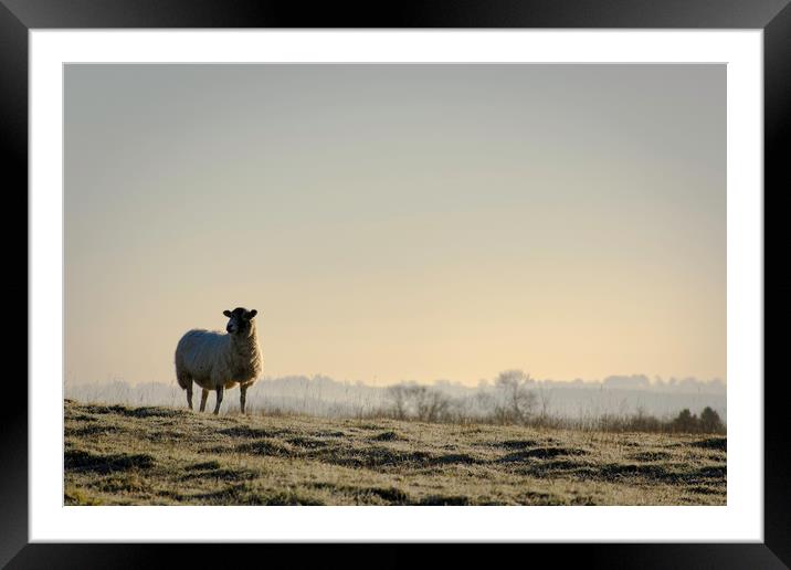 A lone sheep Framed Mounted Print by Caroline Burton