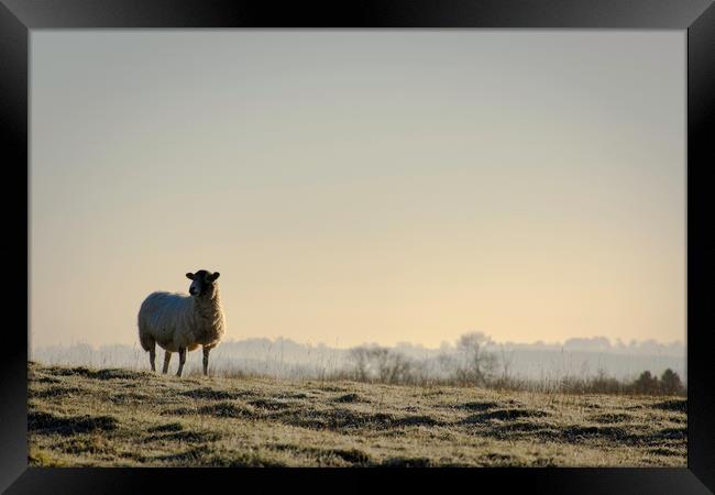 A lone sheep Framed Print by Caroline Burton