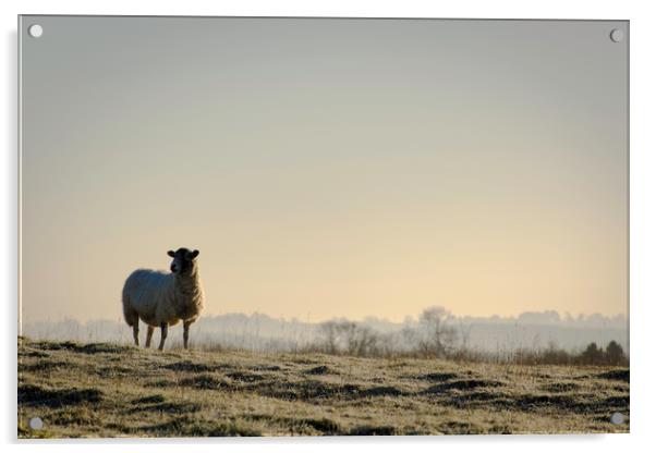 A lone sheep Acrylic by Caroline Burton