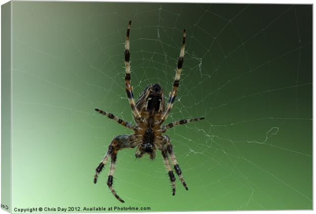 Golden Cross Orb Web Spider Canvas Print by Chris Day