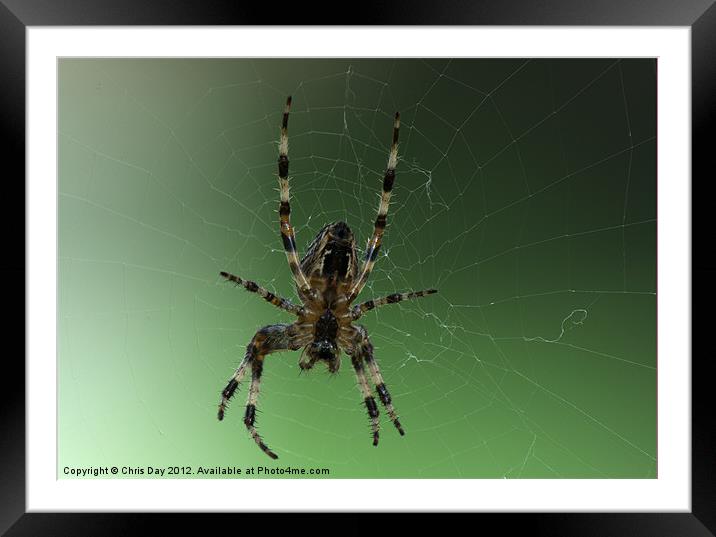 Golden Cross Orb Web Spider Framed Mounted Print by Chris Day