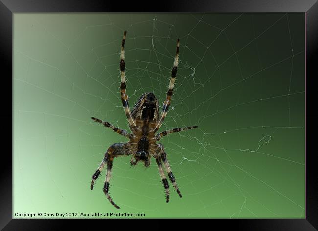 Golden Cross Orb Web Spider Framed Print by Chris Day
