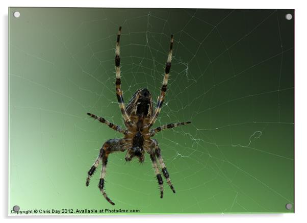 Golden Cross Orb Web Spider Acrylic by Chris Day