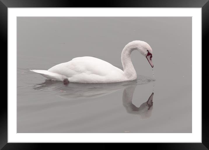 Swan Lake Framed Mounted Print by Mike Cave