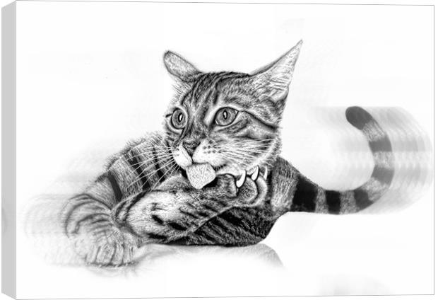 Pussy in pencil Canvas Print by JC studios LRPS ARPS