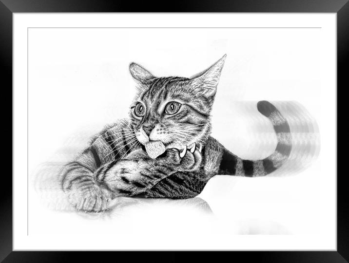 Pussy in pencil Framed Mounted Print by JC studios LRPS ARPS