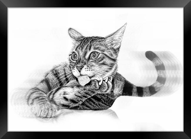 Pussy in pencil Framed Print by JC studios LRPS ARPS
