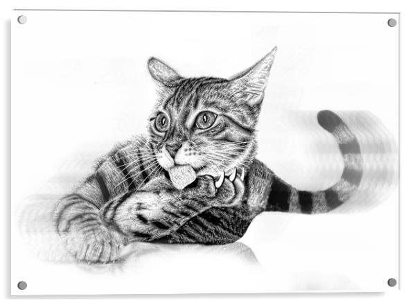 Pussy in pencil Acrylic by JC studios LRPS ARPS